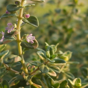 Lemon Thyme